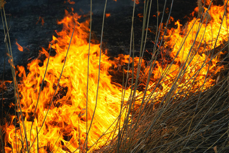 自然 春天 破坏 火焰 气候 风景 野火 地狱 纵火 干旱