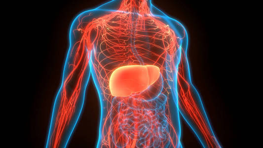 解剖 肝炎 癌症 治疗 解剖学 健康 人类 肝脏 疼痛 器官