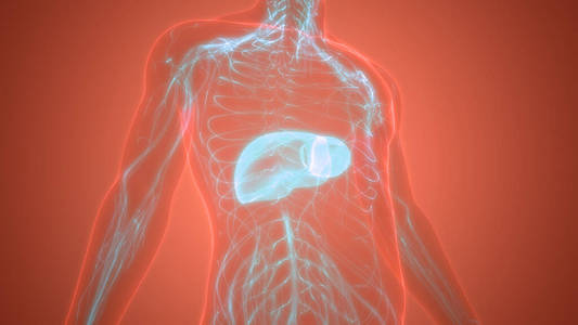 炎症 解剖学 器官 信息图表 科学 外科手术 健康 癌症