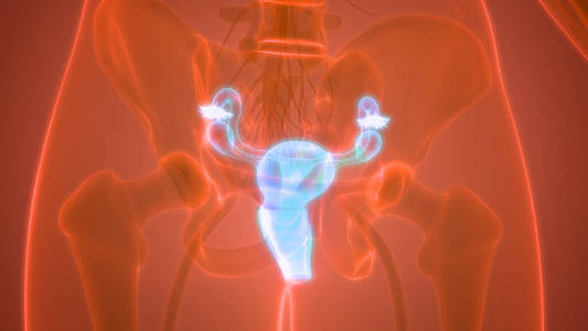 科学 器官 解剖 医学 系统 癌症 人类 受精 解剖学 子宫