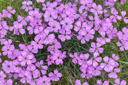 草地 盛开 草本植物 粉红色 夏天 领域 美丽的 墙纸 颜色