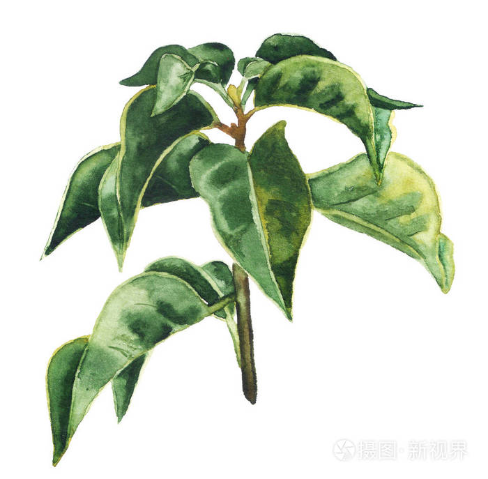 水彩绿茶