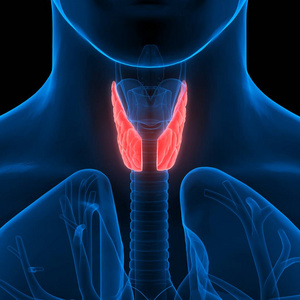 喉咙 解剖 癌症 甲状腺机能亢进 信息图表 生物学 气管
