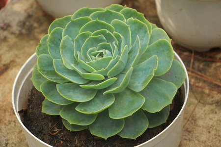 植物学 自然 美丽的 植物 花园