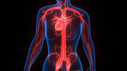 系统 成人 主动脉 身体 心跳 医学 照顾 心脏病学 科学