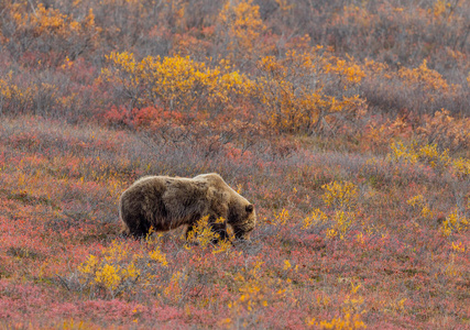 灰熊 自然 荒野 秋天 哺乳动物 动物 阿拉斯加 野生动物
