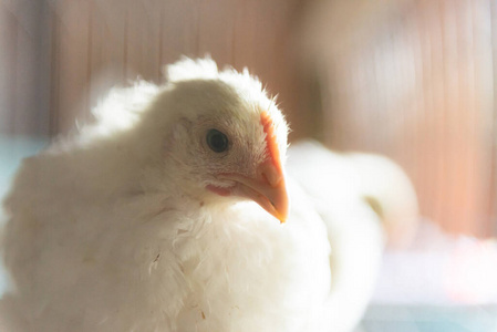 营养 木材 笼子 行业 家禽 工厂 农事 生产 鸡蛋 母鸡
