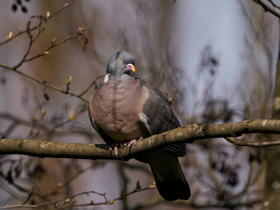 野生动物 斯堪的纳维亚 木材 鸽子 荒野 自然 丹麦 动物群