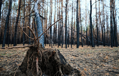 澳大利亚 天气 松木 燃烧 木材 暴风雪 生态学 灾难 热的