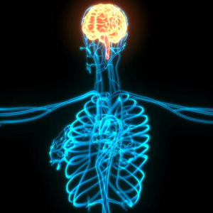 解剖 神经病学 认为 信息图表 智力 生物学 扫描 身体