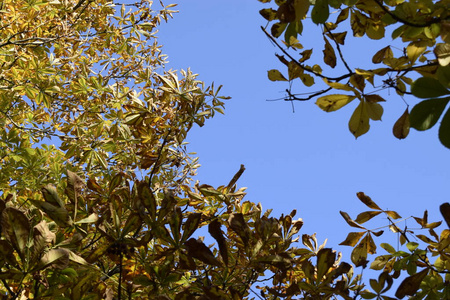 自然 天空 植物 季节 植物学 特写镜头 俄罗斯 颜色 环境