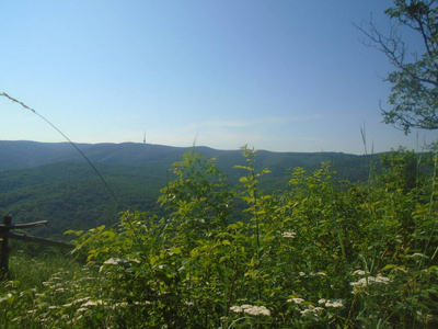 自然 丘陵 森林 风景