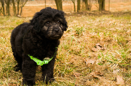 可卡 幼犬 肖像 可爱的 繁殖 衣领 玩具 纯种 贵宾犬