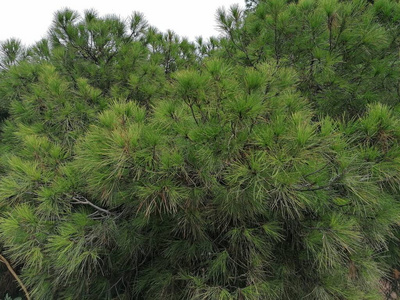 针叶树 季节 分支 纹理 森林 植物区系 日落 松果 特写镜头