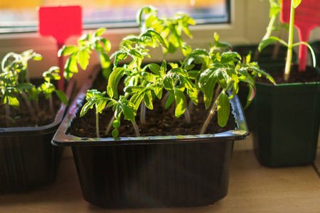 园艺 农业 草本植物 季节 公寓 农场 栽培 农事 植物