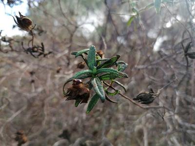 农业 自然 特写镜头 植物 农场 夏天 谷类食品 食物 领域