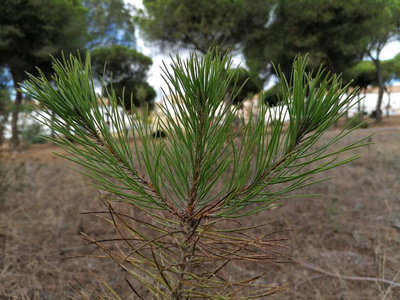 针叶树 季节 纹理 自然 植物 松木 美丽的 松果 日落