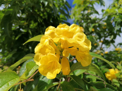 开花 花粉 花的 花园 植物 美女 夏天 花瓣 颜色 植物区系