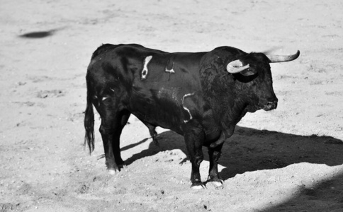 疼痛 传统 哺乳动物 运行 奶牛 引导 激烈的 勇敢 西班牙语