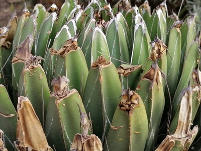 纹理 植物区系 自然 植物 植物学 花园 墨西哥 沙漠 树叶