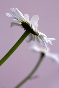 灰色背景下孤立的白色雏菊花的宏观照片。