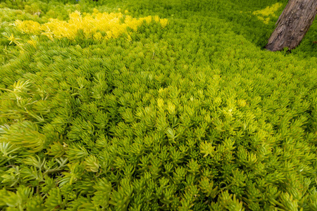 植物区系 树叶 生菜 生长 灌木 环境 食物 植物 春天