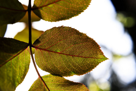森林 特写镜头 颜色 季节 美丽的 落下 花园 自然 植物