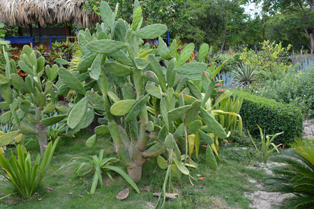 小花 盛开 植被 种植者 成长 自然 花园 特写镜头 仙人掌科