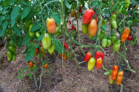 夏季花园里各种大的成熟的西红柿。
