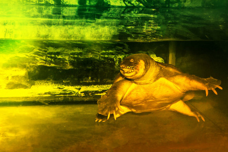 水肺 地球 假期 自然 乌龟 生态系统 水下 摄影 环境