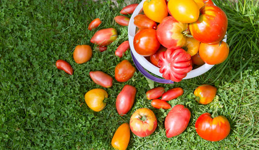 大的红色西红柿在一个白色的桶里。