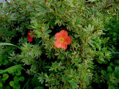 颜色 花的 美丽的 夏天 植物 植物区系 特写镜头 盛开