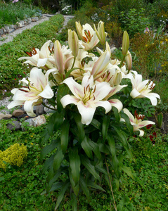 百合花 花的 美丽的 植物区系 花园 颜色 粉红色 开花