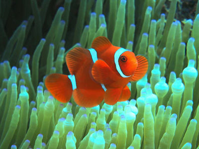热带 珊瑚 潜水 世界 水下 小丑鱼 动物 海洋 自然