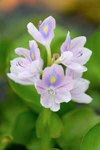 花园 花束 植物区系 紫色 特写镜头 美女 植物 公园 开花