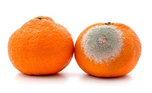 水果 食物 孢子 抗氧化剂 分解 维生素 柑橘 古老的 浪费