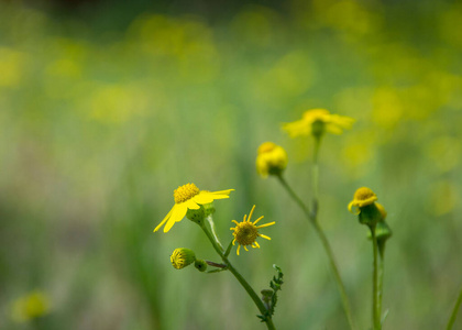 达尔伯格 生长 种类 春天 特写镜头 植物区系 黛西 雏菊