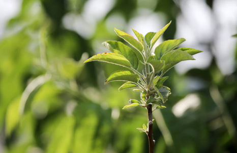 新的 自然 春天 植物 花园 美丽的 季节 分支 公园 特写镜头