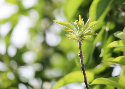 植物 春天 美丽的 植物学 季节 太阳 特写镜头 阳光 分支