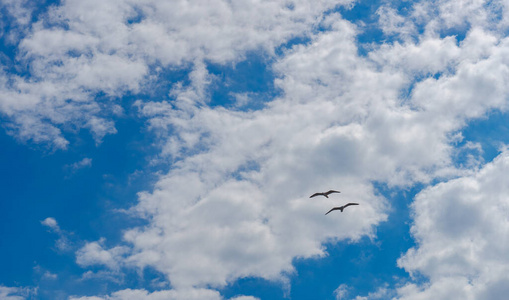 海鸟 美丽的 海岸 海鸥 天堂 地平线 航班 风景 自由的