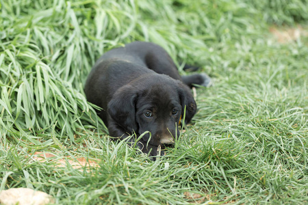 孤独的 可爱极了 草地 犬科动物 猎犬 宠物 动物 乐趣