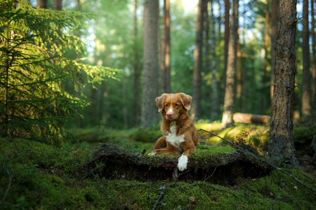 dog in the forest. Nova Scotia Duck Tolling Retriever in nature