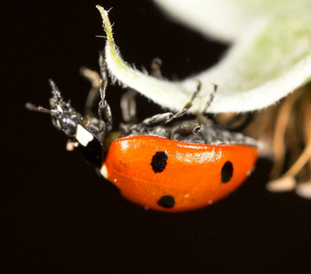 花园 喂养 季节 昆虫 夏天 生物学 甲虫 领域 野生动物