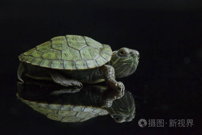 眼睛 盔甲 宠物 自然 海龟 两栖动物 乌龟 甲壳 特写镜头