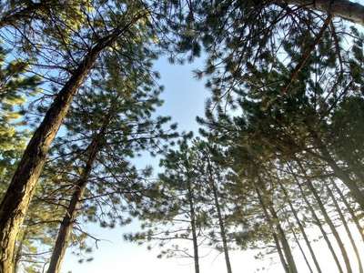 夏天 太阳 公园 美女 松木 季节 分支 天空 风景 森林