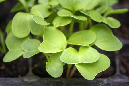 农业 生产 季节 花园 植被 农场 夏天 生态 维生素 生长