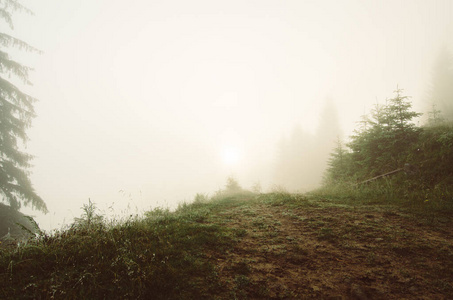 晨雾景观