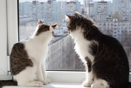 基蒂 斑猫 宠物 小猫 可爱的 动物 猫科动物 窗口 美丽的