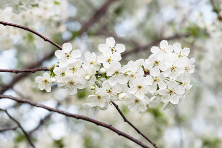 樱花架