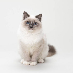 破布娃娃猫图片